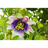 JARDINTROPIC - Passiflora edulis var. Flavicarpa (fruit de la passion (grenadille jaune) taille pot de 2 litres - 80/100 cm offre à 55,02€ sur Truffaut