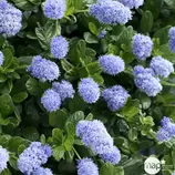 Ceanothus thyrsiflorus ' Repens ' : ctr 7 litres (bleu pâle) offre à 39,99€ sur Truffaut