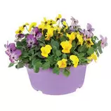 Viola cornute coupe D23 volute - Coloris variables offre à 11,99€ sur Truffaut