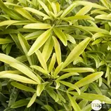 TRUFFAUT - Choisya x 'Aztec Gold' - Pot 5L offre à 29,99€ sur Truffaut