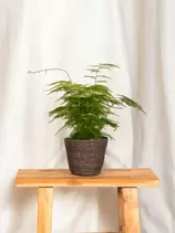 LA GREEN TOUCH - Asparagus plumosus 35cm - plante d'intérieur offre à 19€ sur Truffaut