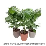 Livistona rotundifolia - Pot D 18cm offre à 44,99€ sur Truffaut