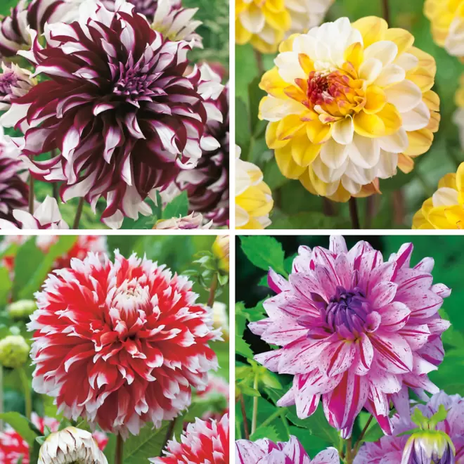 FABRE GRAINES - Offre dahlias decoratifs - 4 bulbes offre à 17,9€ sur Truffaut