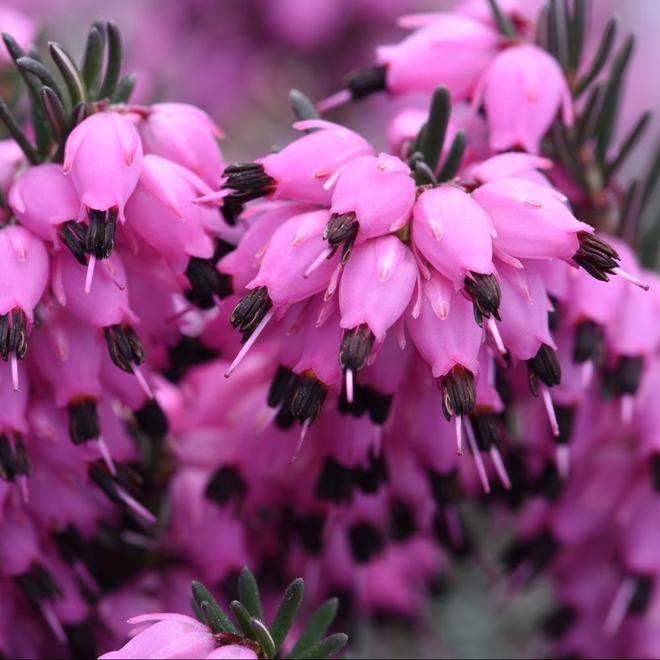 ERICA darleyensis 'Kramer's Rote' en pot de 2 litres offre à 11,99€ sur Gamm vert