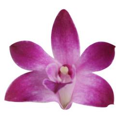 Orchidée Dendrobium 'Berry Oda' offre à 17,5€ sur Jardiland