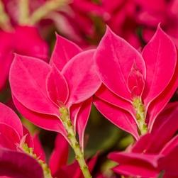 Etoile de Noël, Poinsettia offre à 7,85€ sur Jardiland