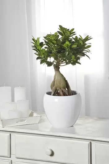 Ficus à petites feuilles offre à 12,95€ sur Jardiland