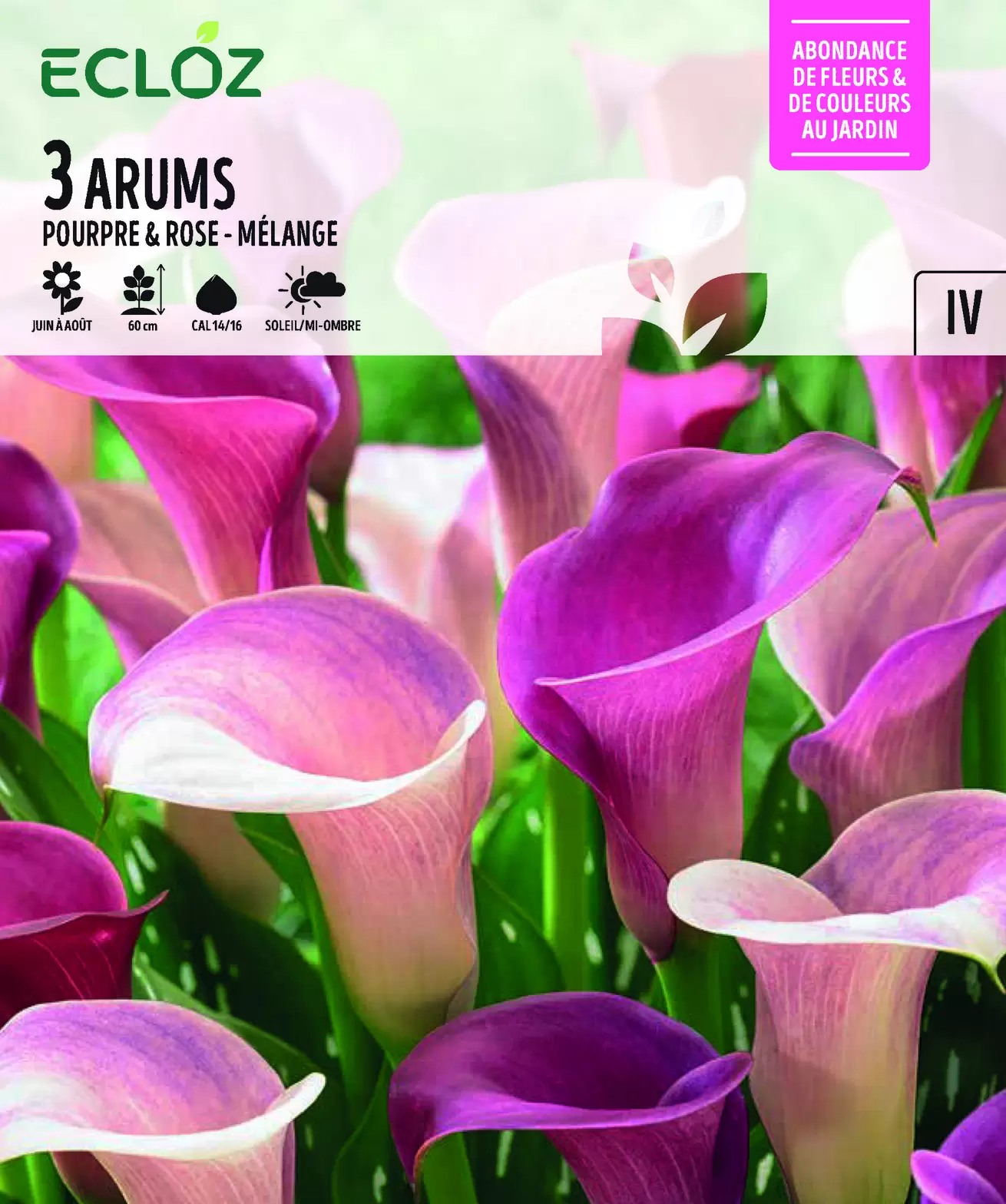 Arum pourpre et rose bulbe mélange x3 cal 14/16 - ECLOZ offre à 6,99€ sur Jardiland