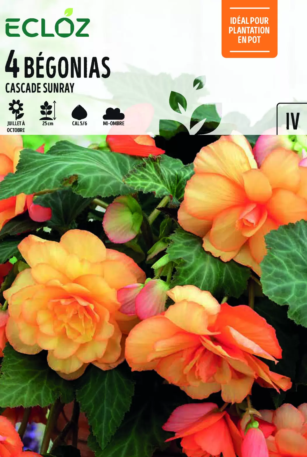 Bégonia Cascade Sunray Calibre 5/6 x4 - ECLOZ offre à 6,99€ sur Jardiland