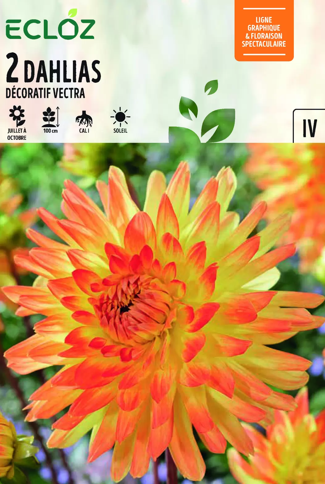 Dahlia décoratif Vectra X2 cal I - ECLOZ offre à 6,99€ sur Jardiland