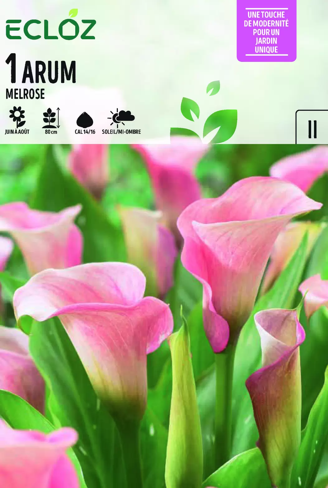 Arum Melrose Bulbe À Fleurs Cal 14/16 - ECLOZ offre à 4,99€ sur Jardiland