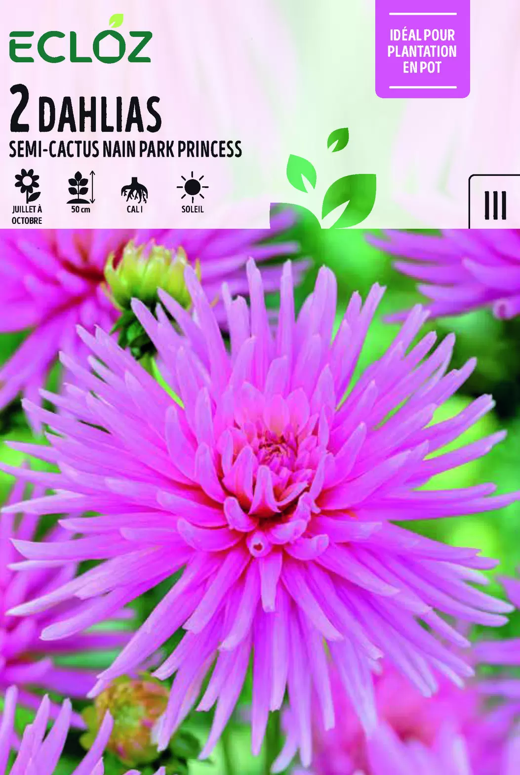 Dahlia semi-cactus nain Park Princess x2 cal I - ECLOZ offre à 5,99€ sur Jardiland