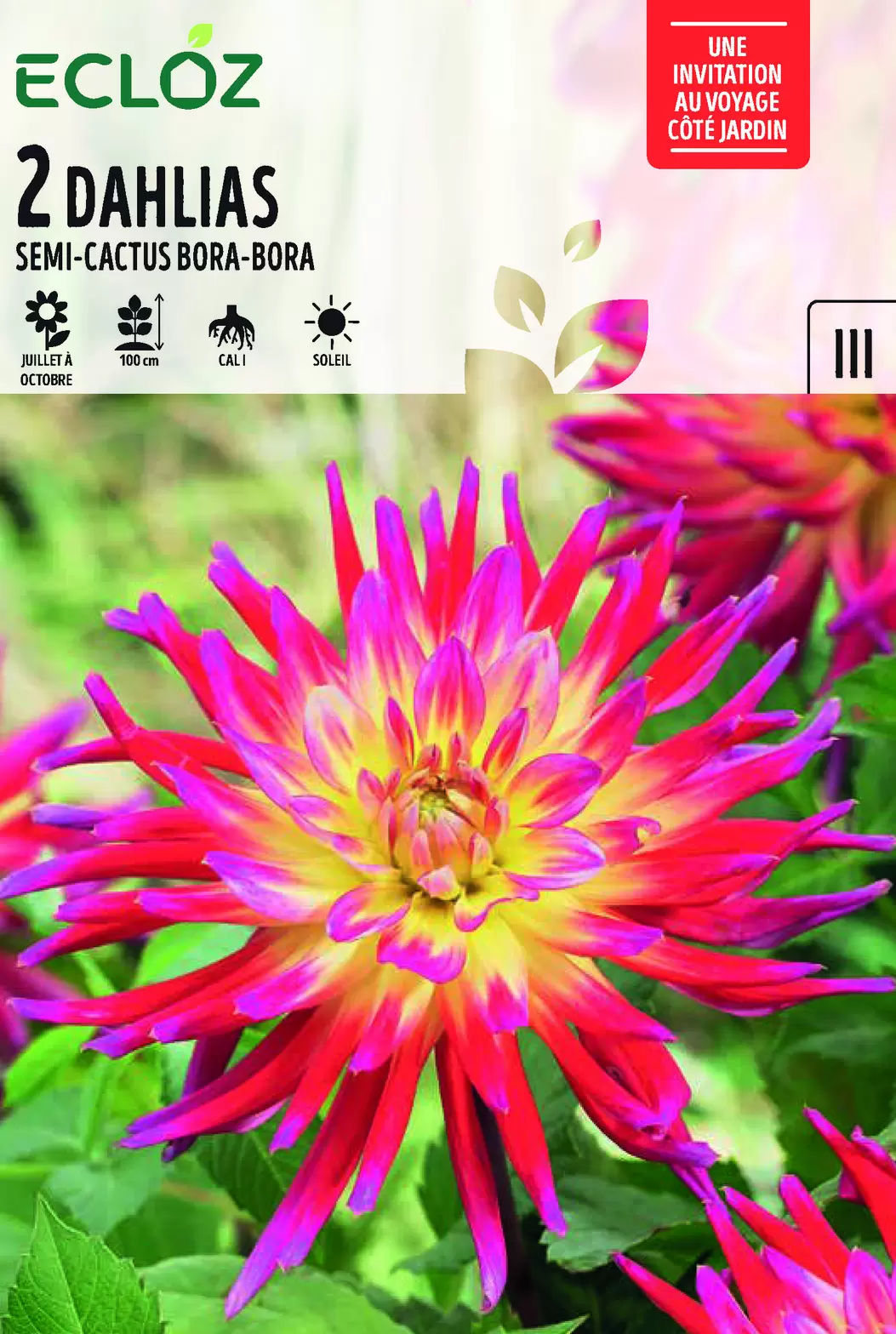 Dahlia Semi-Cactus Bora-Bora X2 Calibre I - ECLOZ offre à 5,99€ sur Jardiland