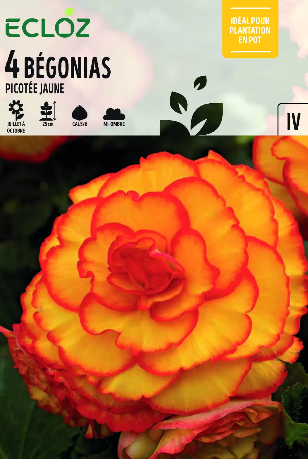 Bégonia Picotée Jaune Bulbes Cal 5/6 x4 - ECLOZ offre à 6,99€ sur Jardiland