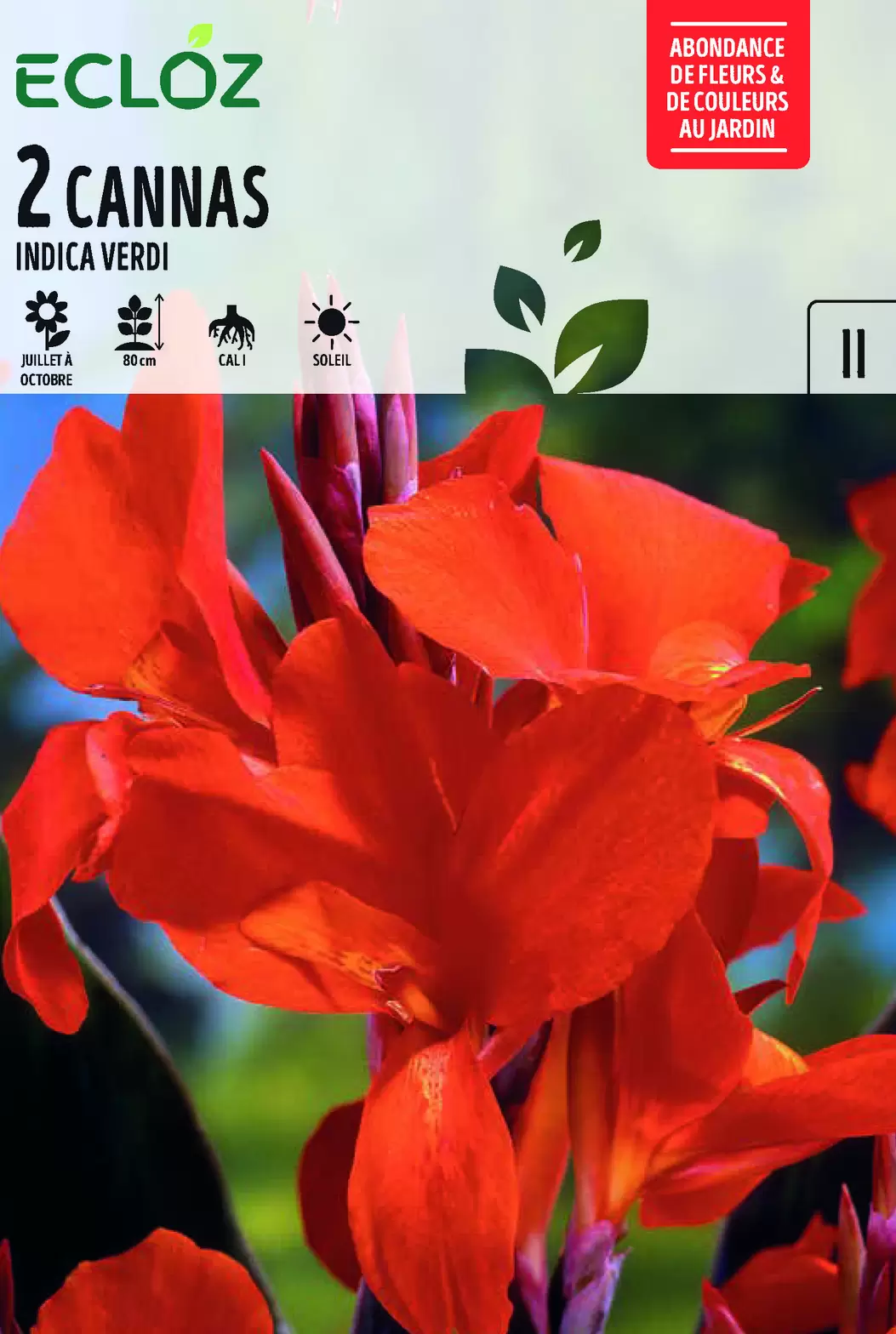 Canna Indica Verdi bulbes Cal I x2 - ECLOZ offre à 4,99€ sur Jardiland