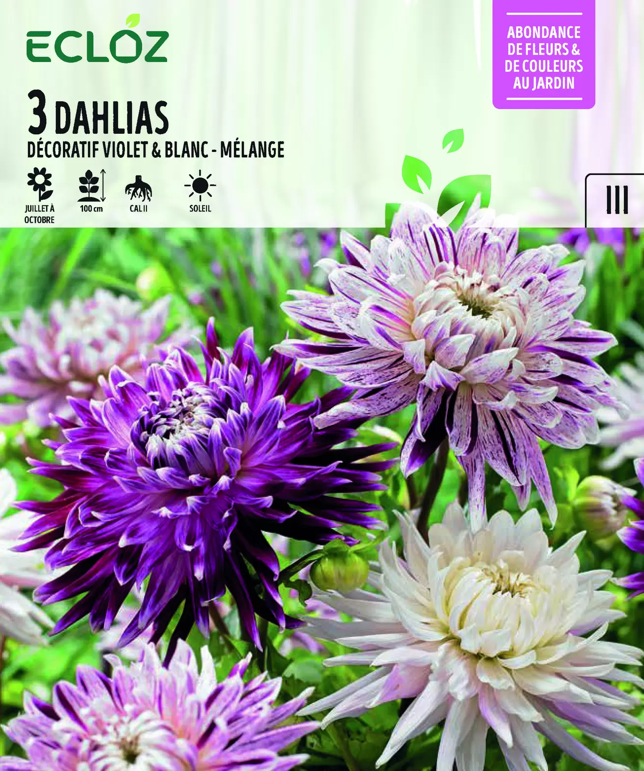 Dahlia décoratif violet & blanc mélange X3 cal II - ECLOZ offre à 5,99€ sur Jardiland