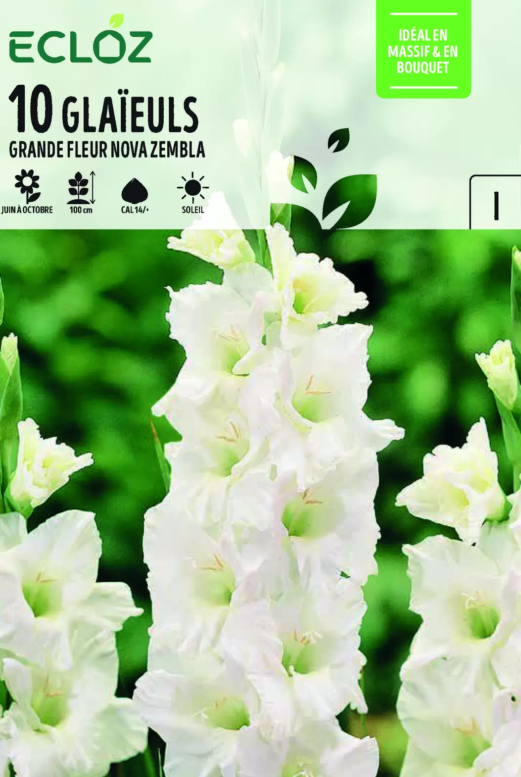 Glaïeul Grande Fleur Nova Zembla x10 Cal 14/+ - ECLOZ offre à 3,49€ sur Jardiland