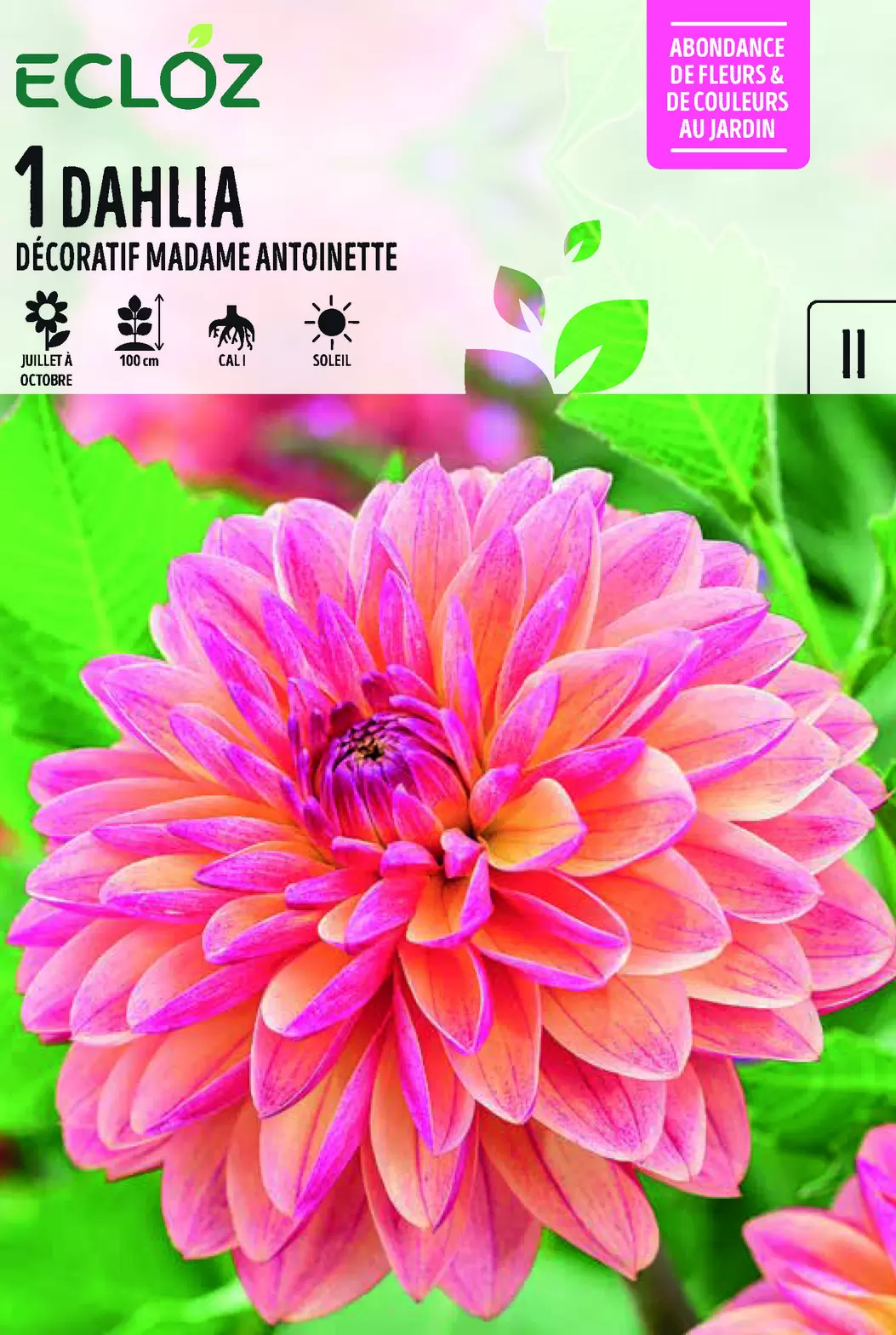 Dahlia Décoratif Madame Antoinette X1 Cal I - ECZ offre à 4,99€ sur Jardiland