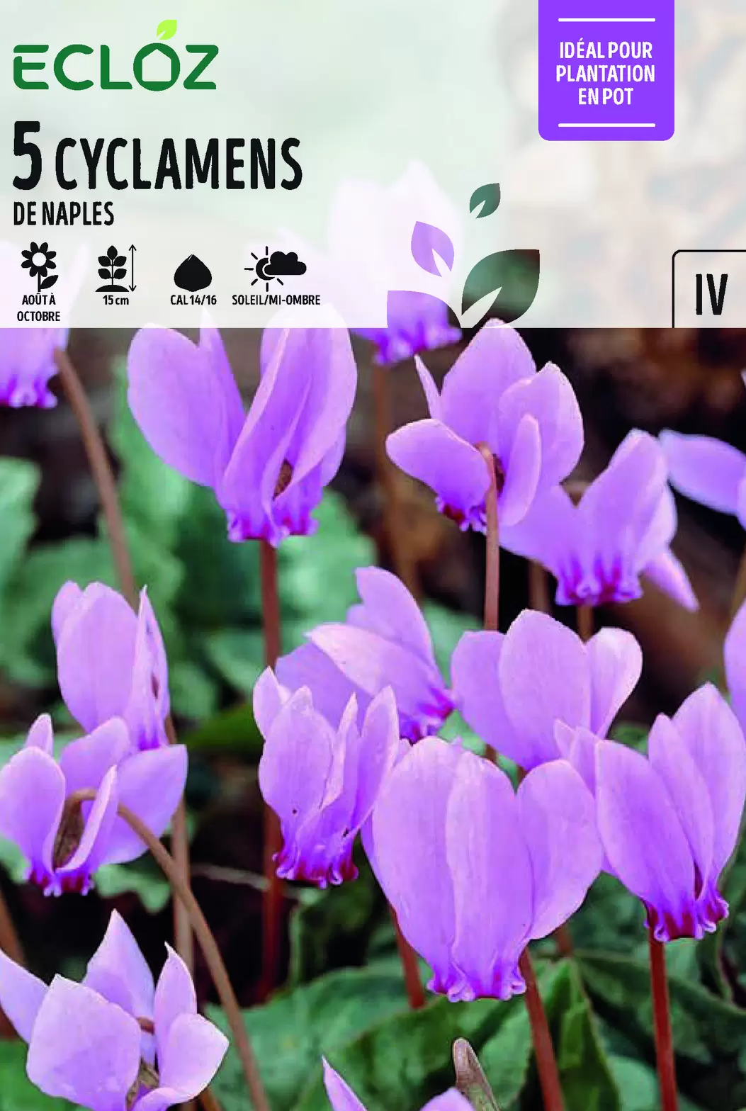 Cyclamen de Naples Bulbe à Fleurs Cal 14/16 x5 - ECLOZ offre à 6,99€ sur Jardiland