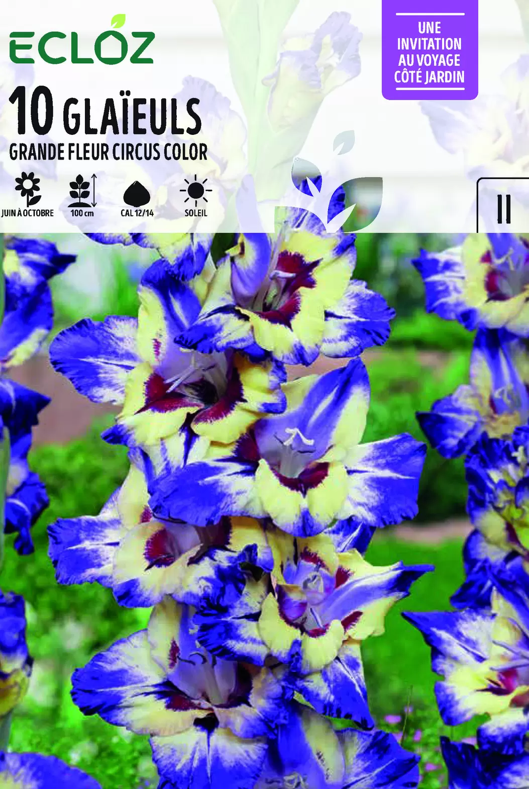 Glaïeul Grande Fleur Circus Color Cal 12/14 x10 - ECLOZ offre à 4,99€ sur Jardiland