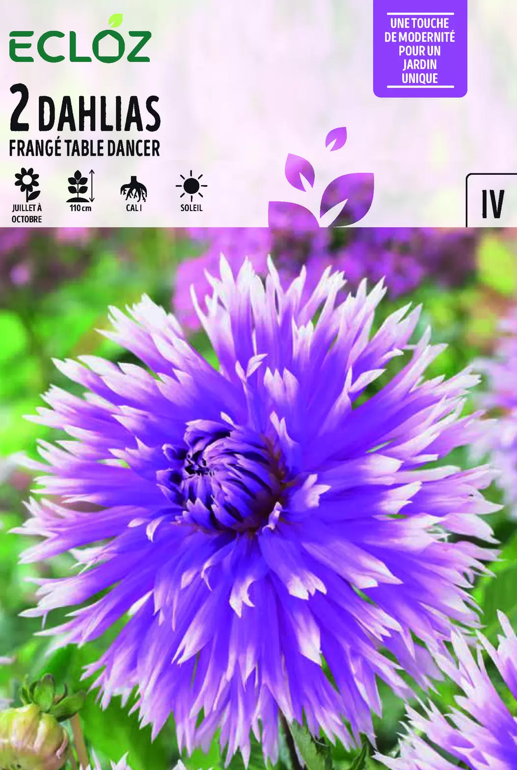 Dahlia frangé Table Dancer Cal I x2 - ECLOZ offre à 6,99€ sur Jardiland