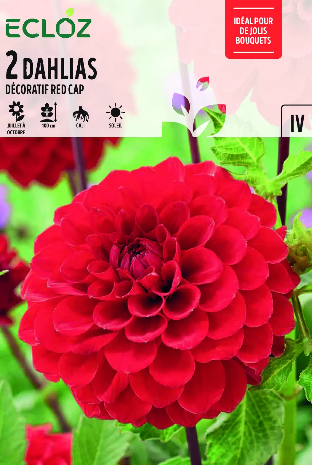 Bulbes à Fleurs Dahlia Décoratif Red Cap X2 Cal I - ECLOZ offre à 6,99€ sur Jardiland