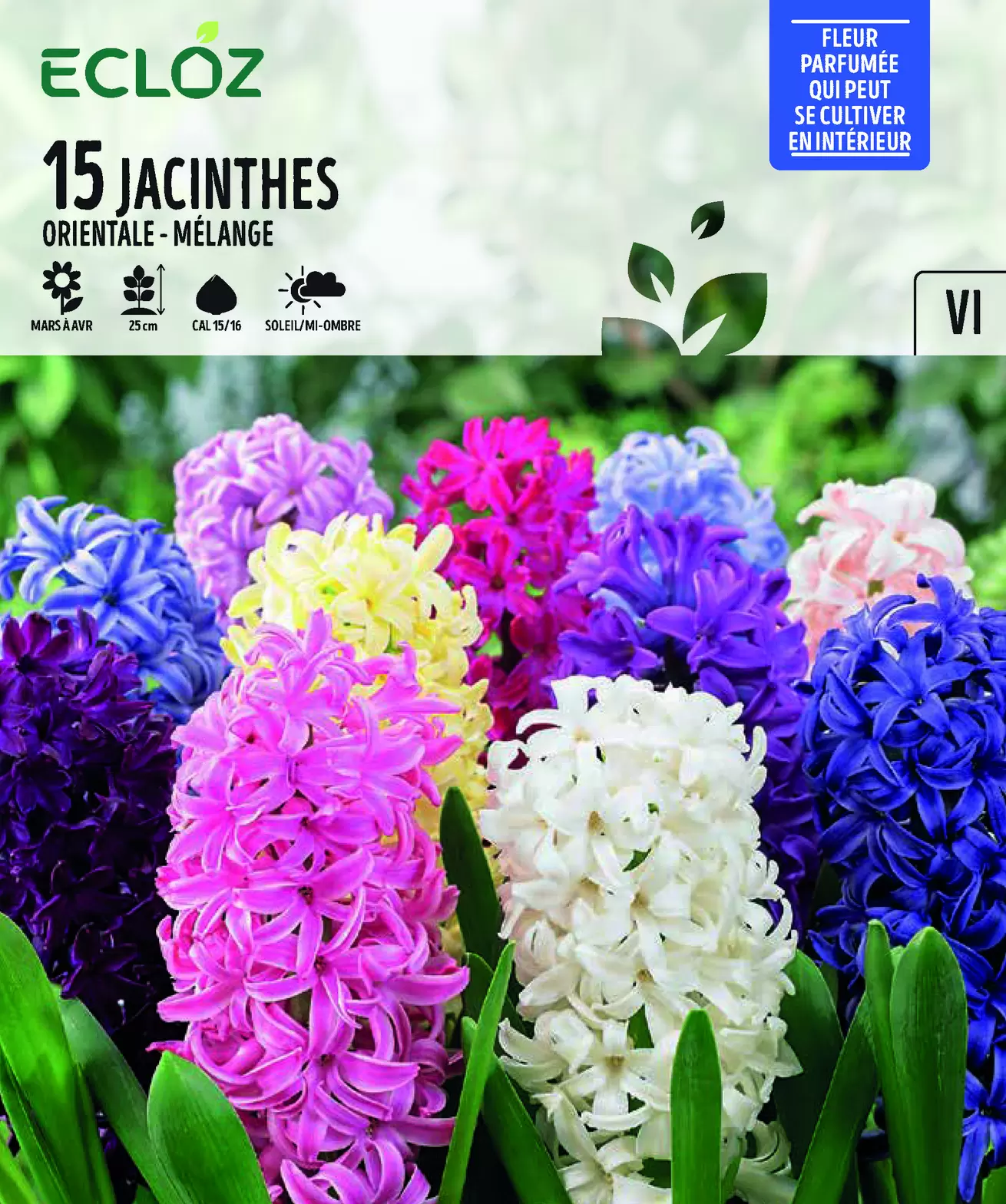 Jacinthe Orientale Mix Bulbes 15/16 ECLOZ offre à 9,49€ sur Jardiland