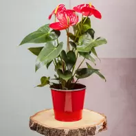 Anthurium offre à 32,99€ sur Carrément Fleurs