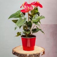 Anthurium offre à 32,9€ sur Carrément Fleurs