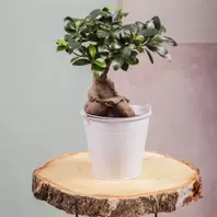 Bonsai Ficus Ginseng offre à 33,9€ sur Carrément Fleurs