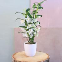 Dendrobium offre à 29,9€ sur Carrément Fleurs