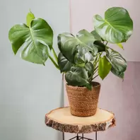 Monstera Deliciosa offre à 29,99€ sur Carrément Fleurs