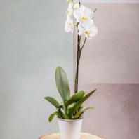 Orchidée Phalaenopsis 1 Tige offre à 25,9€ sur Carrément Fleurs