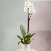 Orchidée Phalaenopsis 1 Tige offre à 25,99€ sur Carrément Fleurs