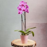 Orchidée Phalaenopsis 2 Tiges offre à 29,9€ sur Carrément Fleurs