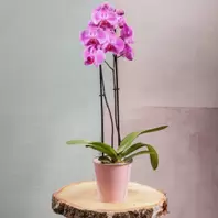 Orchidée Phalaenopsis 2 Tiges offre à 29,9€ sur Carrément Fleurs