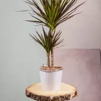 Dracaena Marginata offre à 25,99€ sur Carrément Fleurs