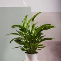 Spathiphyllum offre à 22,99€ sur Carrément Fleurs