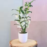 Orchidée Dendobrium offre à 29,99€ sur Carrément Fleurs
