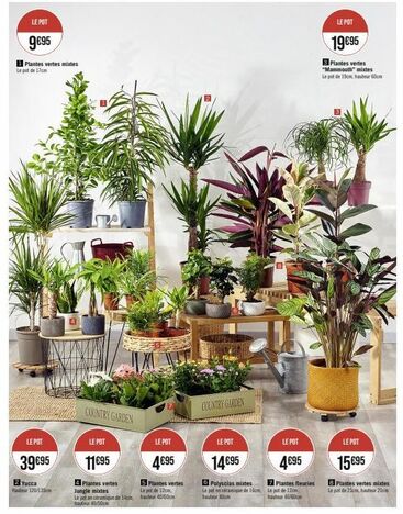 Pot à Plantes et Yucca: 9€95 à 39€95 - Grandes Variétés de Plantes Vertes!