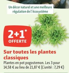 Sur Toutes Les Plantes Classiques offre à 7,29€ sur Maxi Zoo