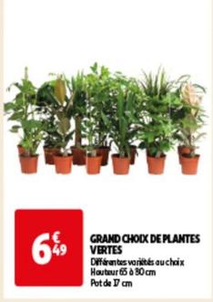 Grand Choix De Plantes Vertes