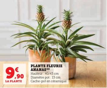 Plante Fleurie Ananas