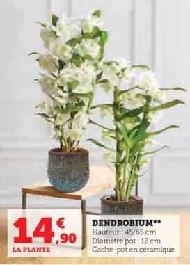 Dendrobium