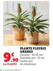 Plante Fleurie Ananas