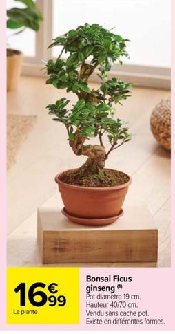 bonsai ficus ginseng