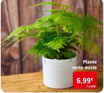 plantes