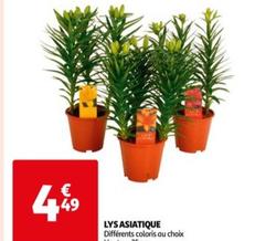 Lys Asiatique offre à 4,49€ sur Auchan