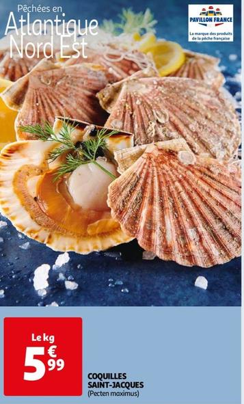 Coquilles Saint-jasques