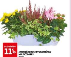 Jardinière De Chrysanthèmes Multicolores